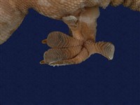 Tokay gecko Collection Image, Figure 8, Total 9 Figures